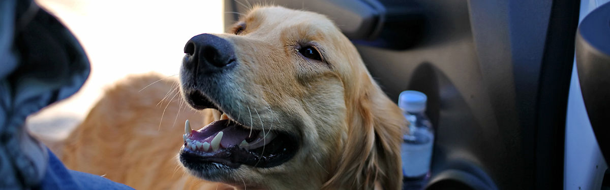 Tips for Long Car Rides with Dogs Nature's Recipe